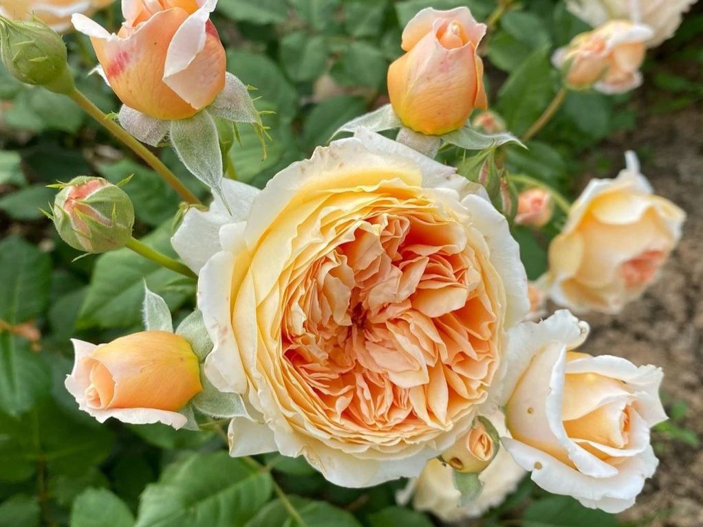 АНГЛИЙСКИЕ