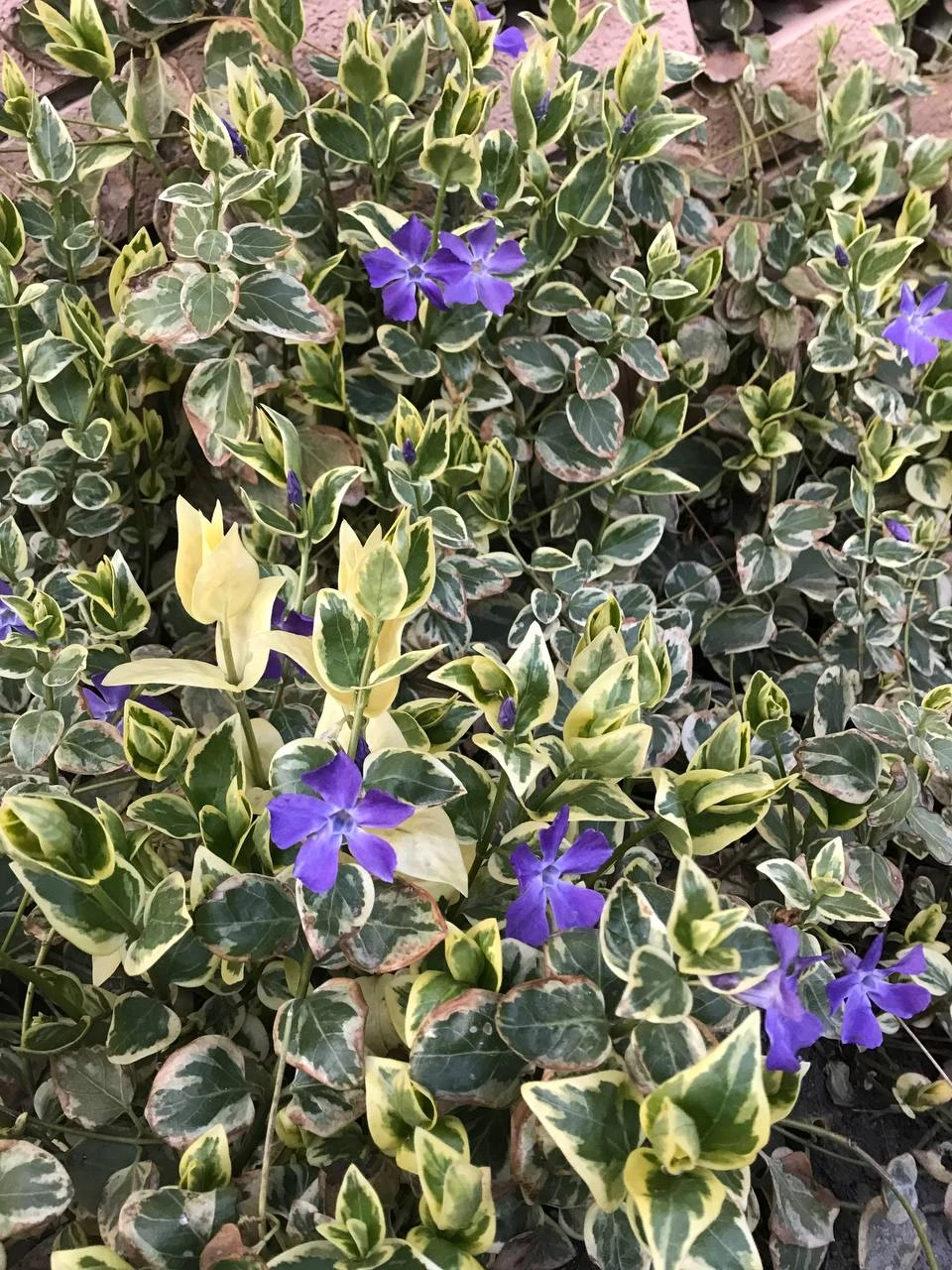 Многолетники