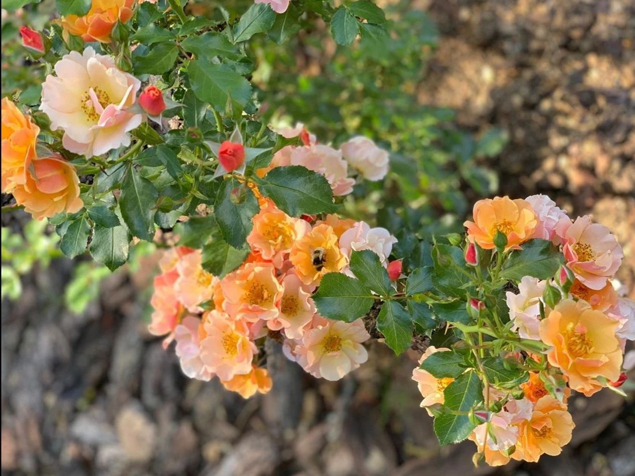 ПОЧВОПОКРОВНАЯ