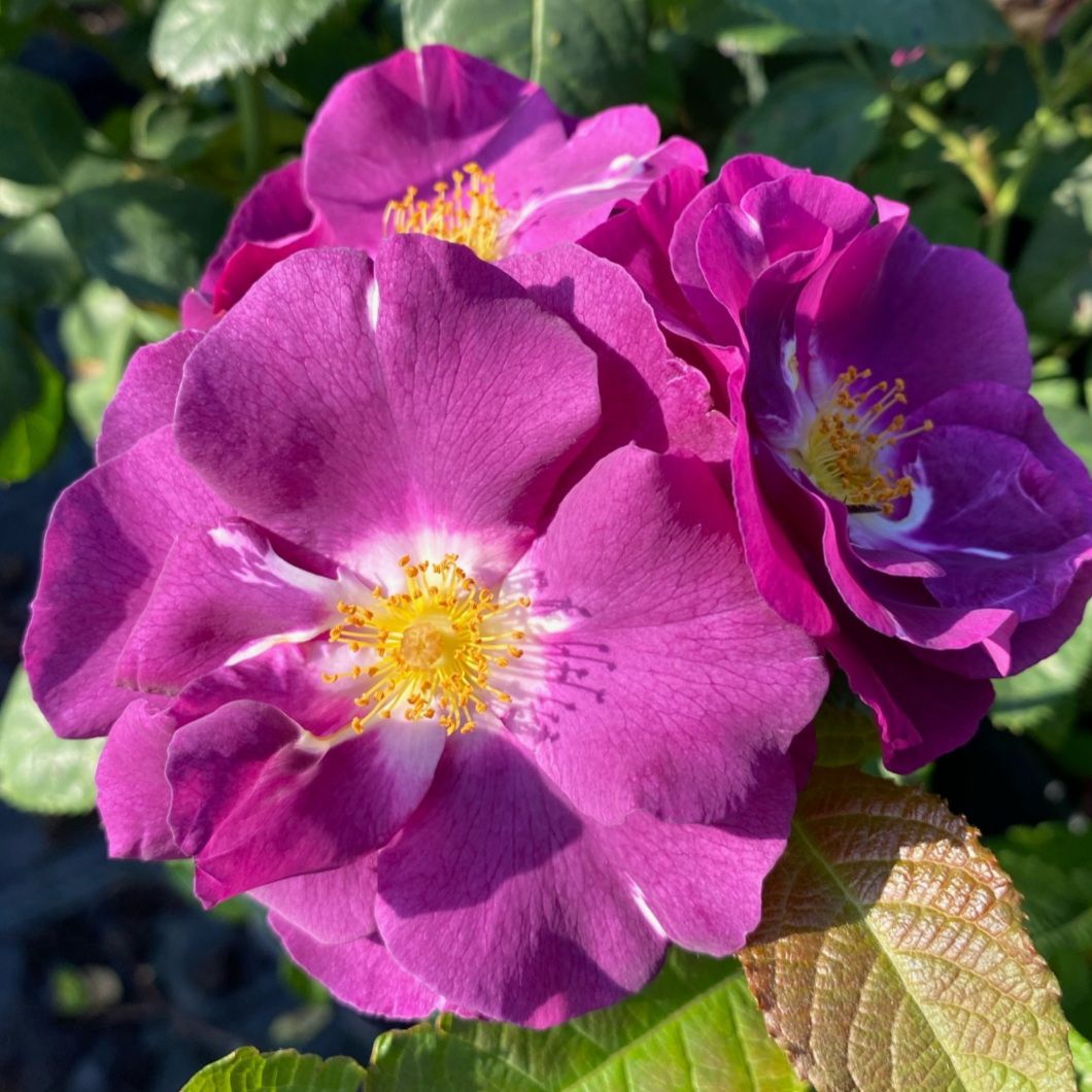 Рапсодия ин Блю