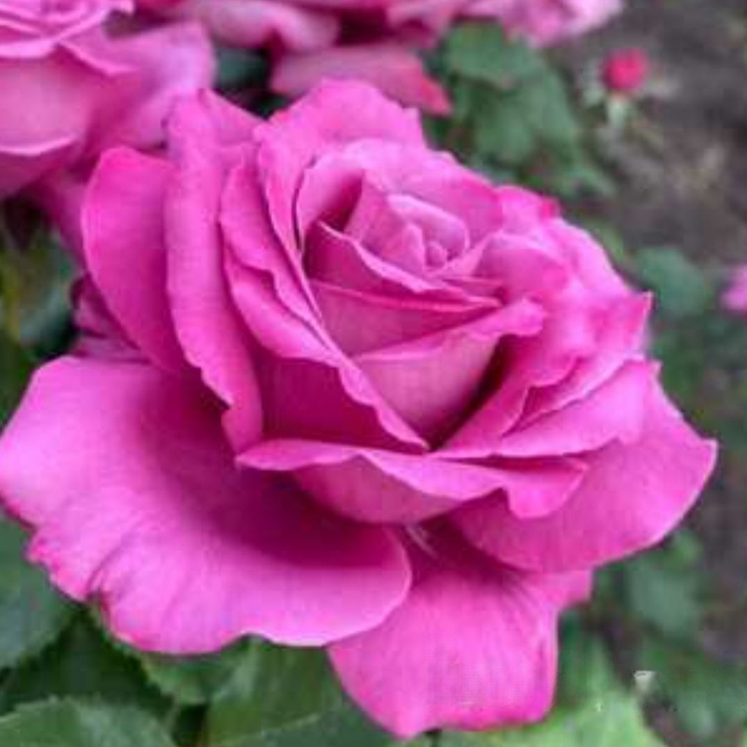 Клод Брассер