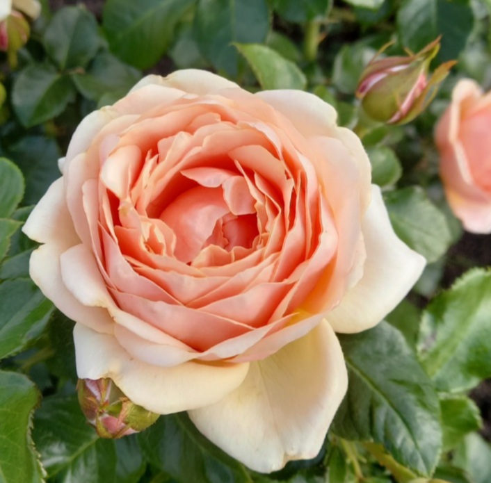 Йорс Континент Френдшип