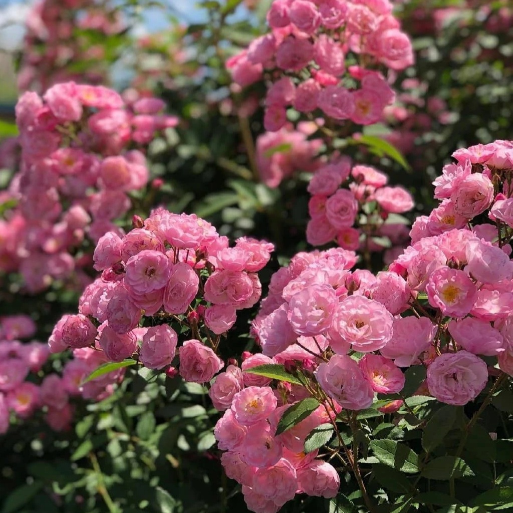 Хевенли Пинк