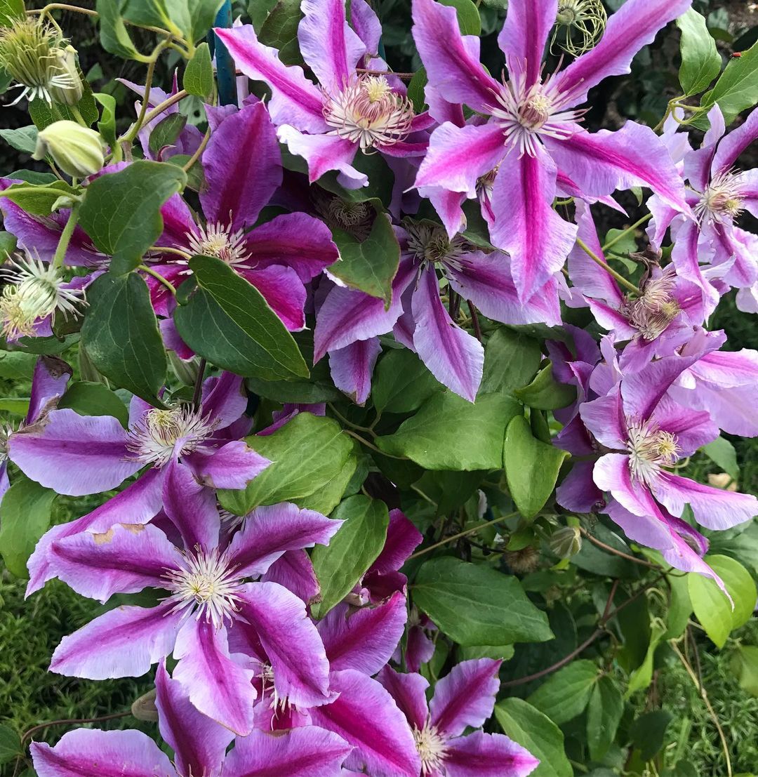 Хания II группа