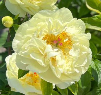 Лимон Шифон