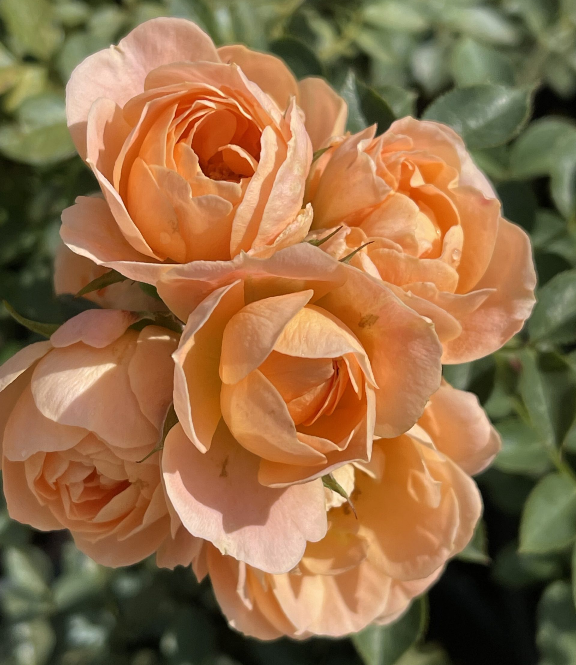 Бордюр Накре