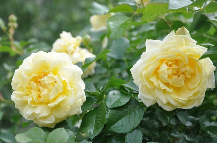 Надя Меяндекор