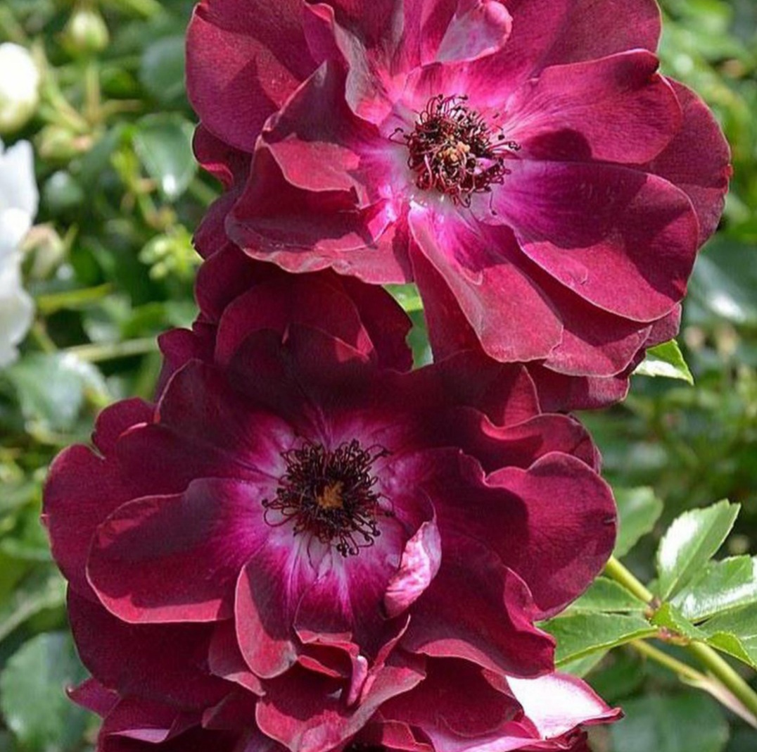 Бургунди Айс