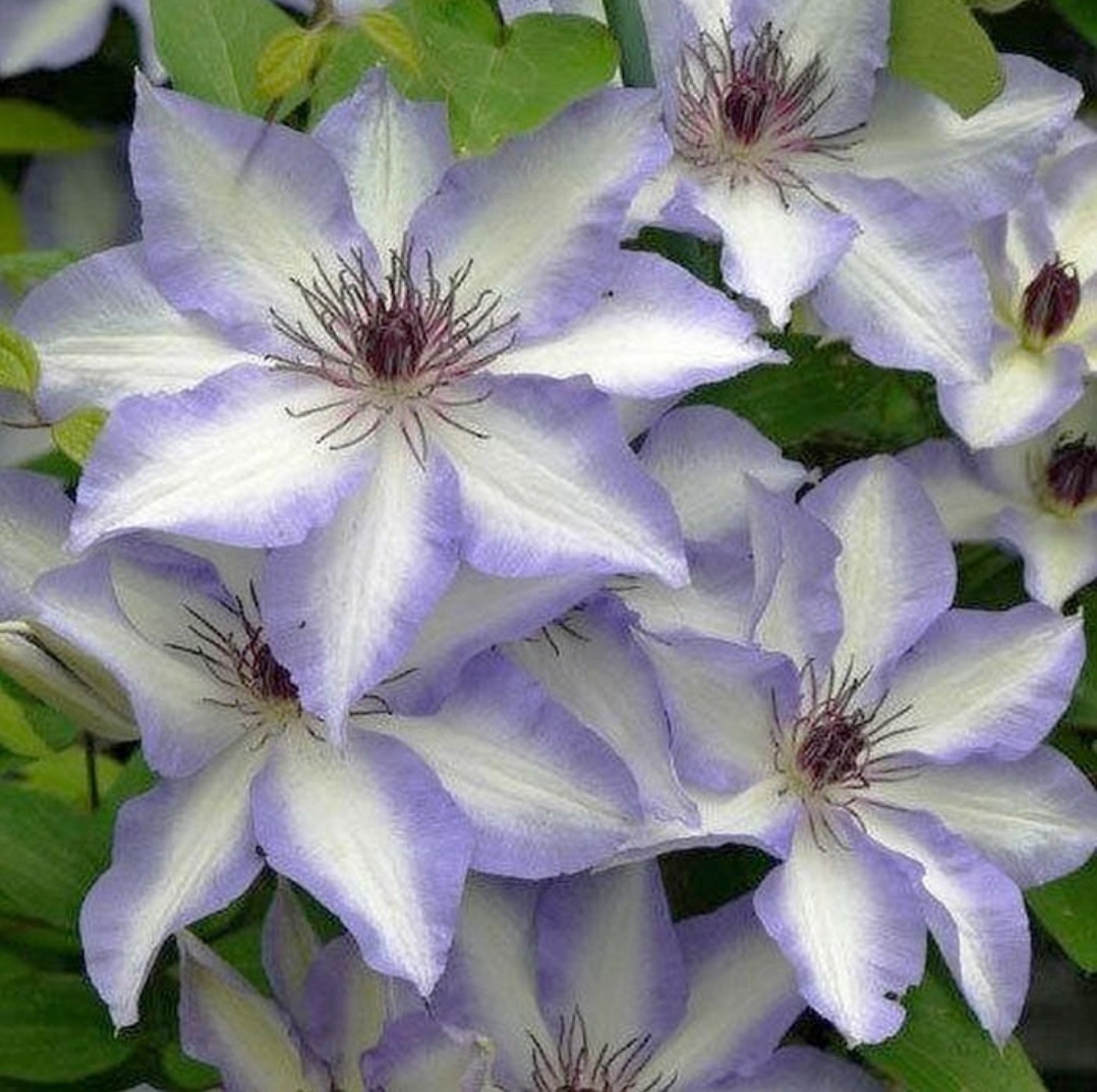 Иван Олссон  II группа