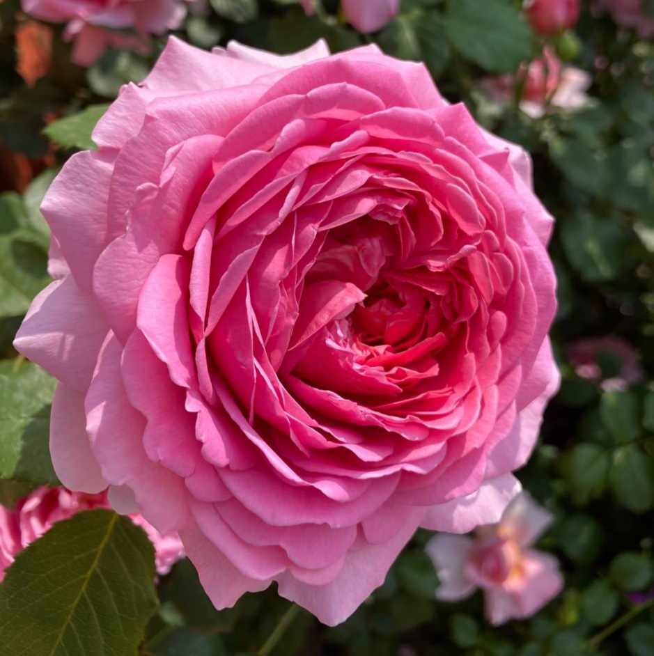 Александра оф Кенская