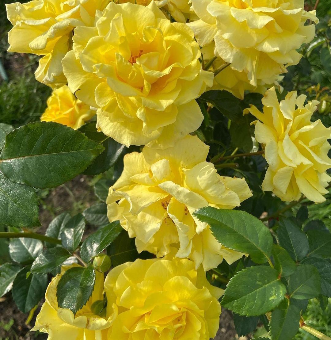 Голден  Гейт