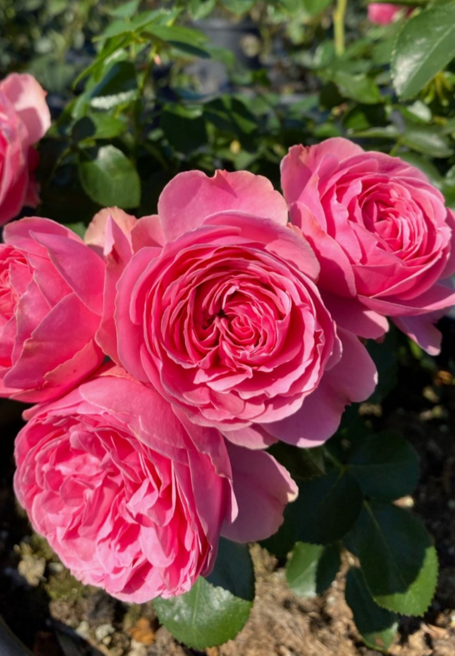 Леонардо да Винчи