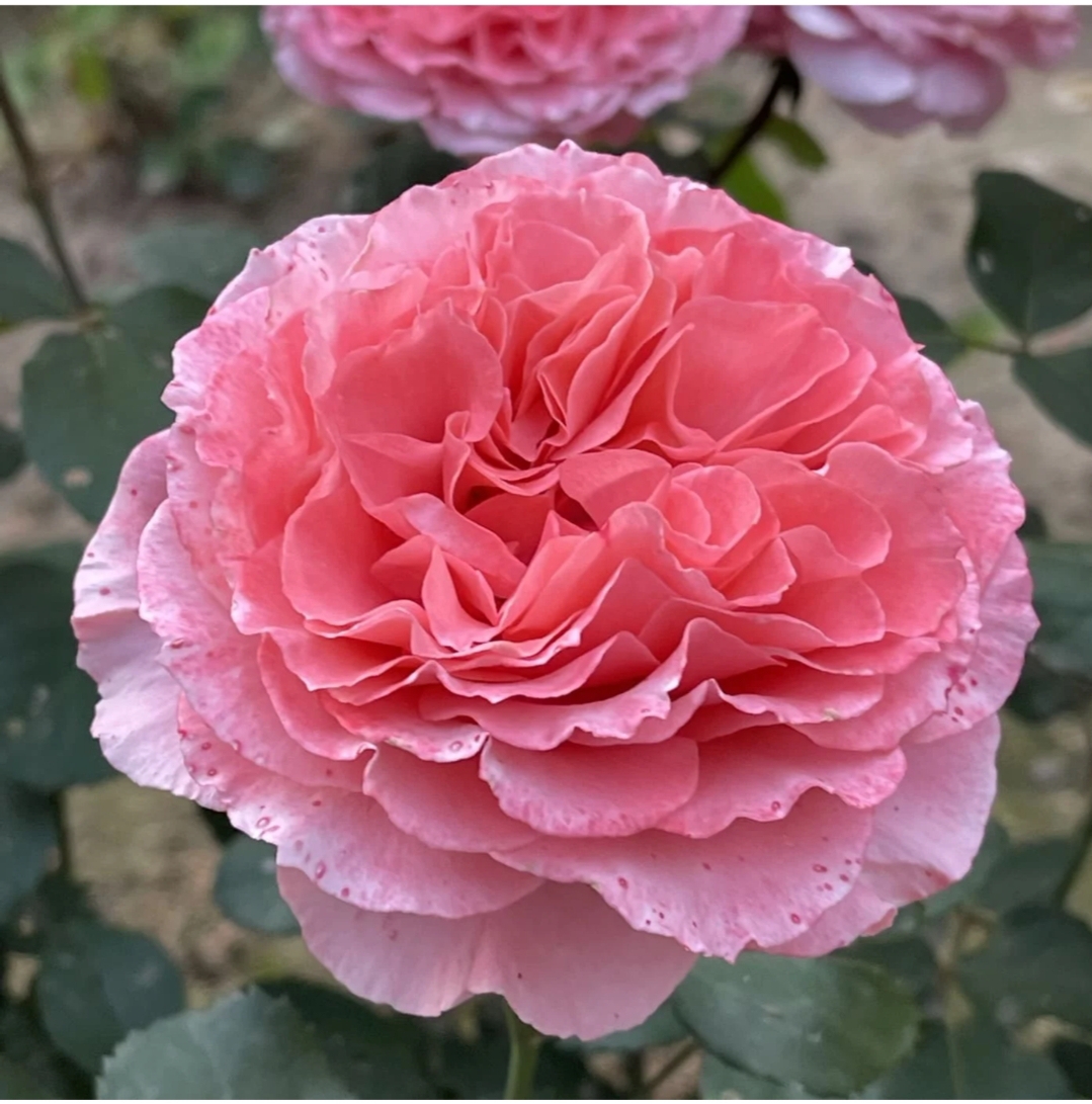 Лоран Каброль