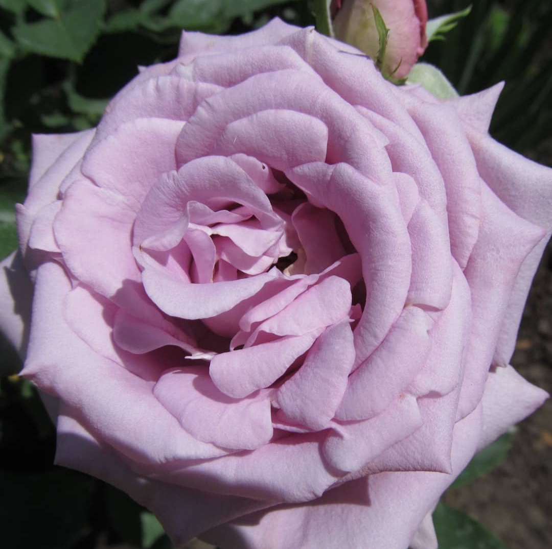 Индиголетта