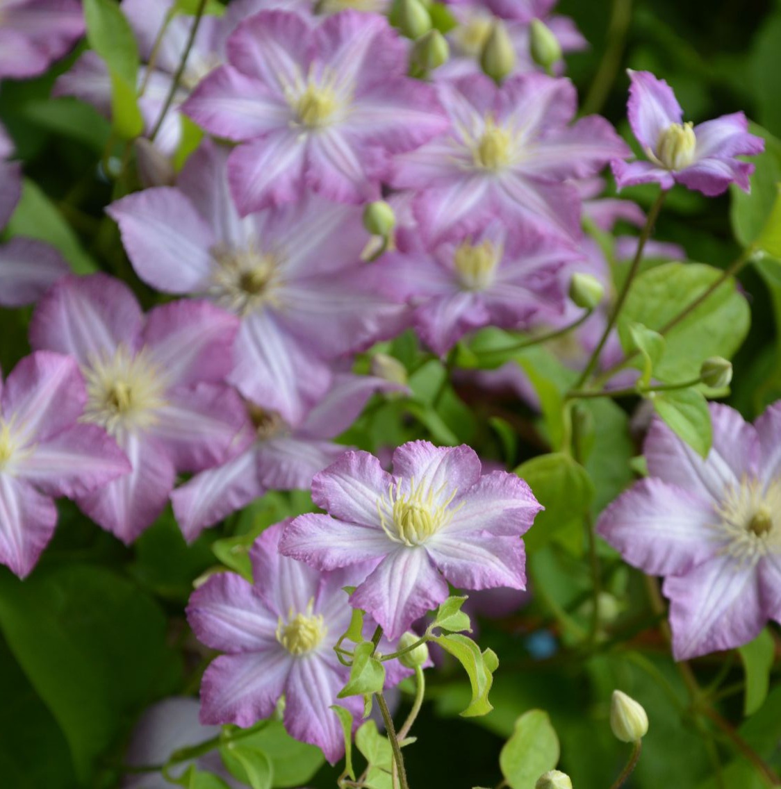 Полька III группа