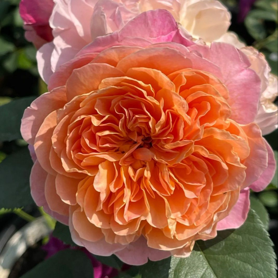 Зе Импрессионист