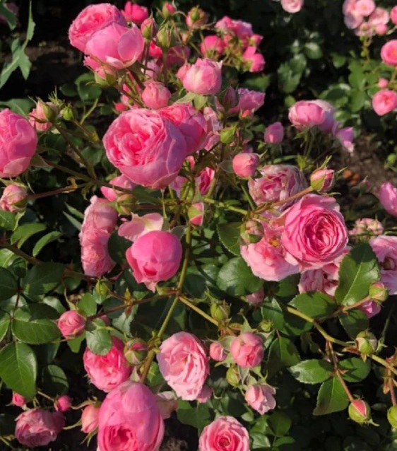 Помпонелла