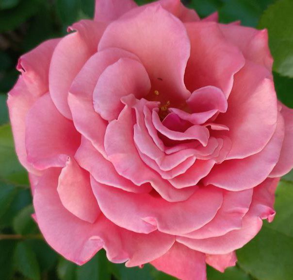 Энн Хендерсон