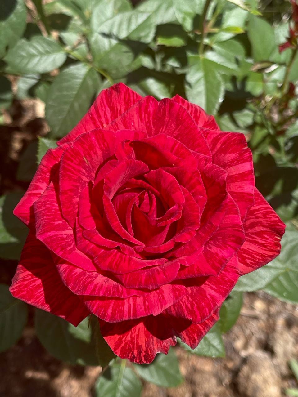 Ред Интуишн