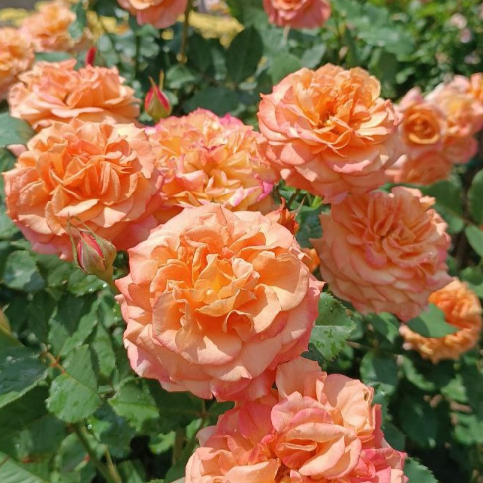 Ла Вилла Котта