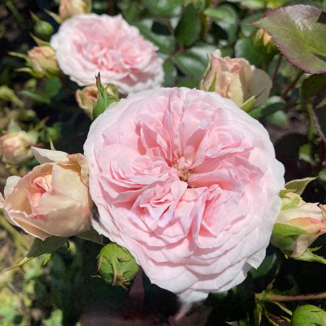 Мария Терезия