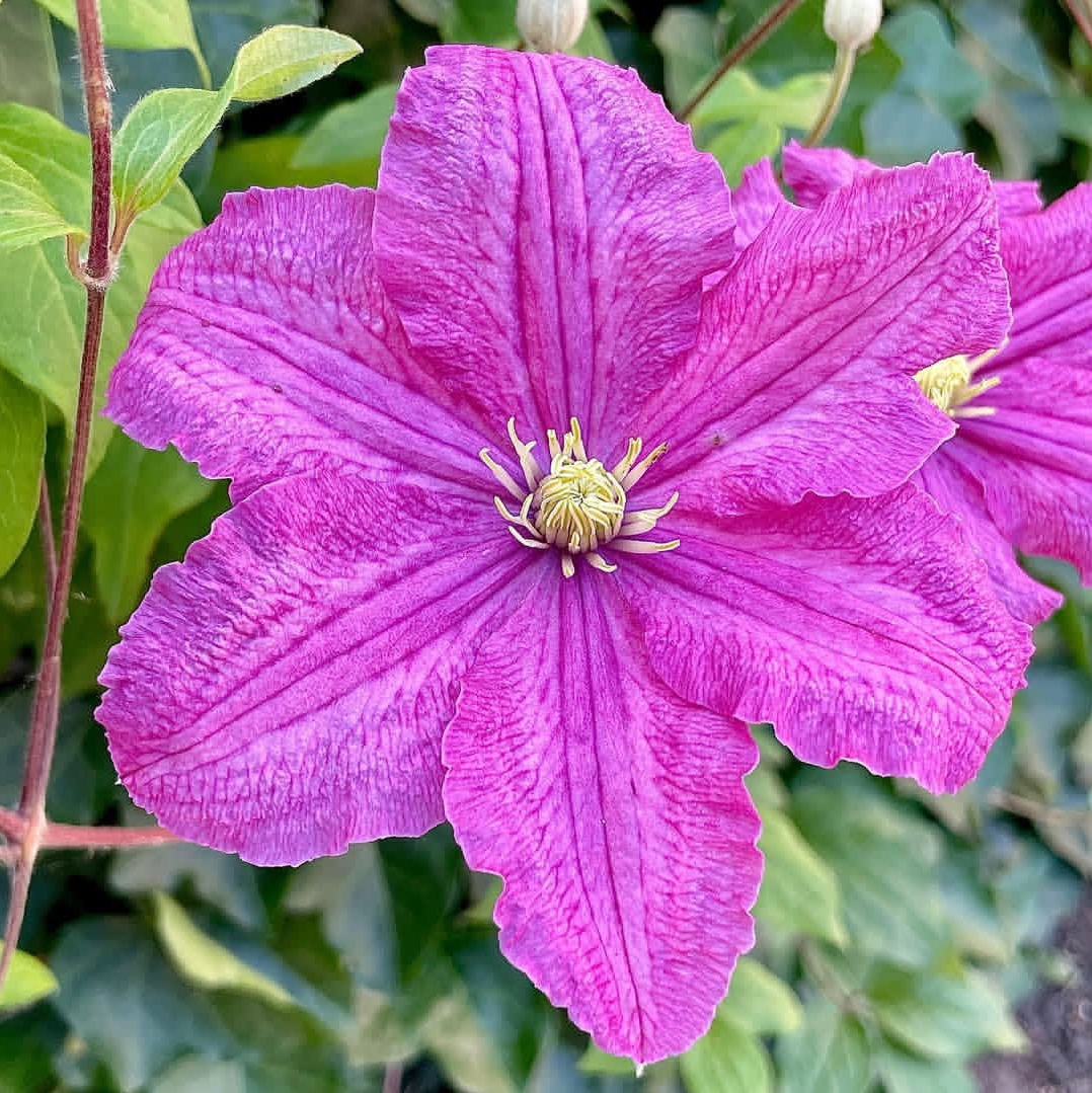 Комтесс де Бушо II группа