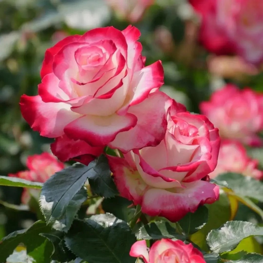 Юбилей Принца Монако