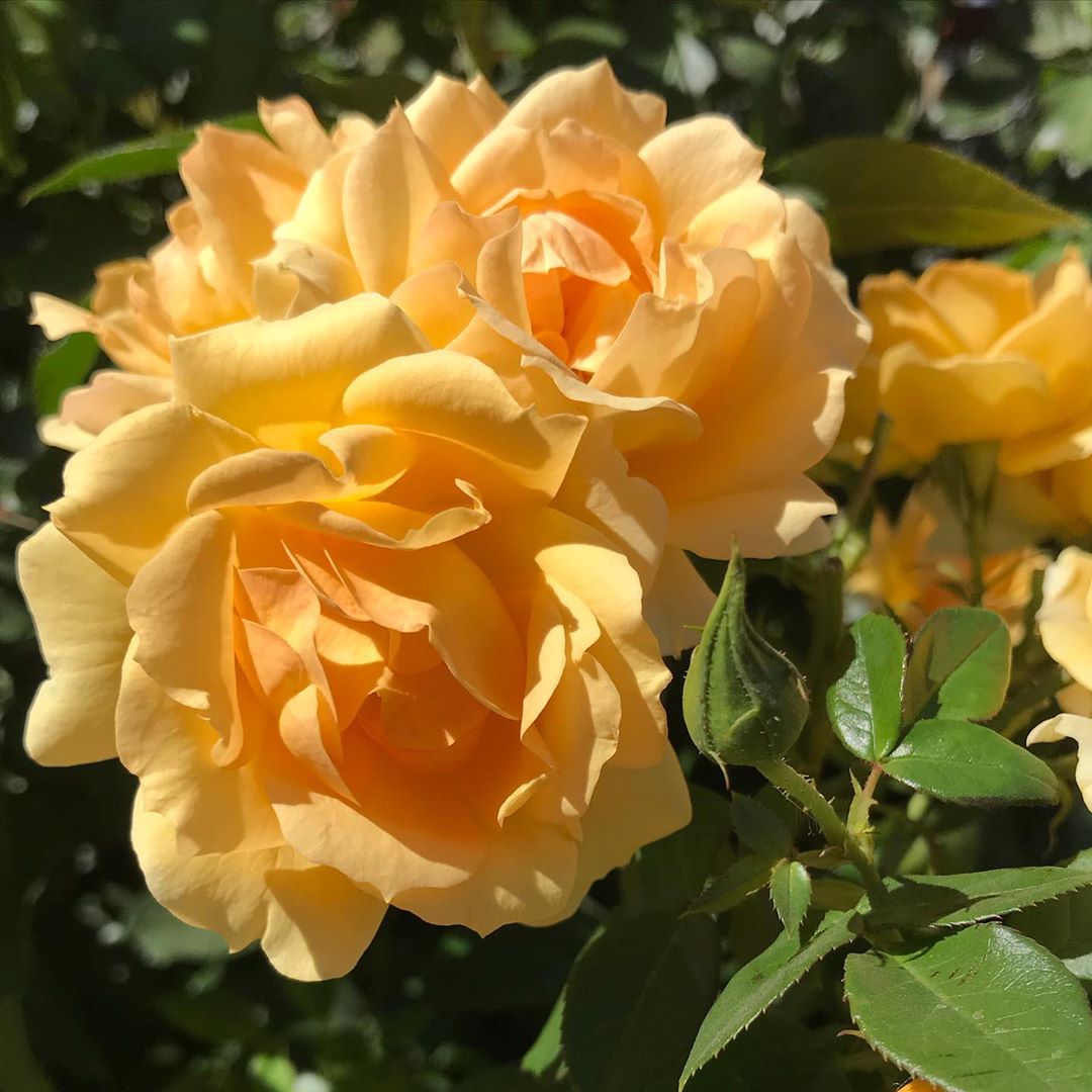 Ханзештадт Росток