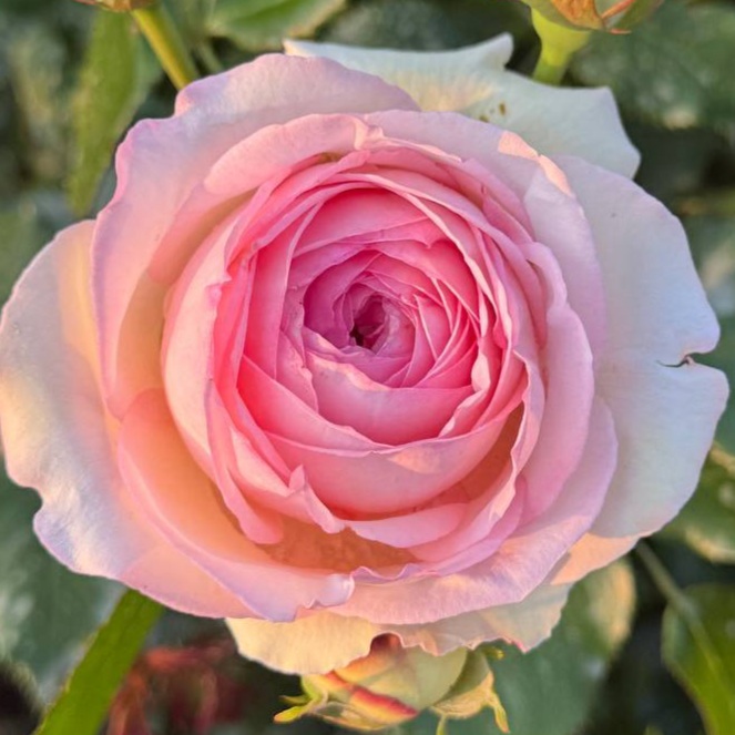 Пьер де Ронсар