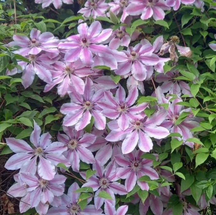 Нелли Мозер II группа