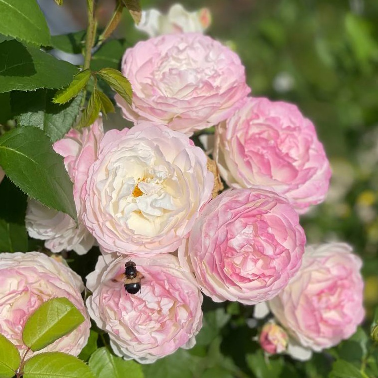 Андре Брише 