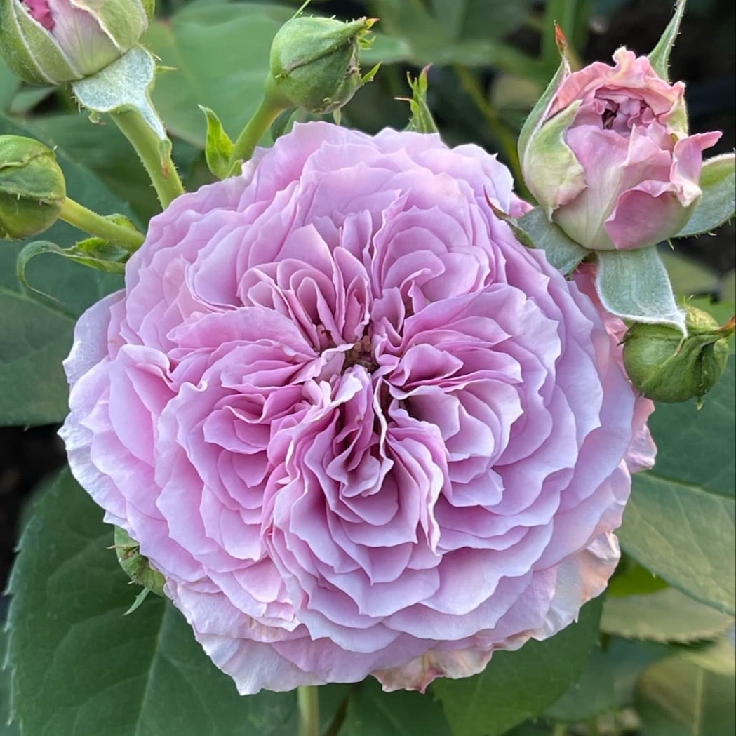 Лавандер Айс