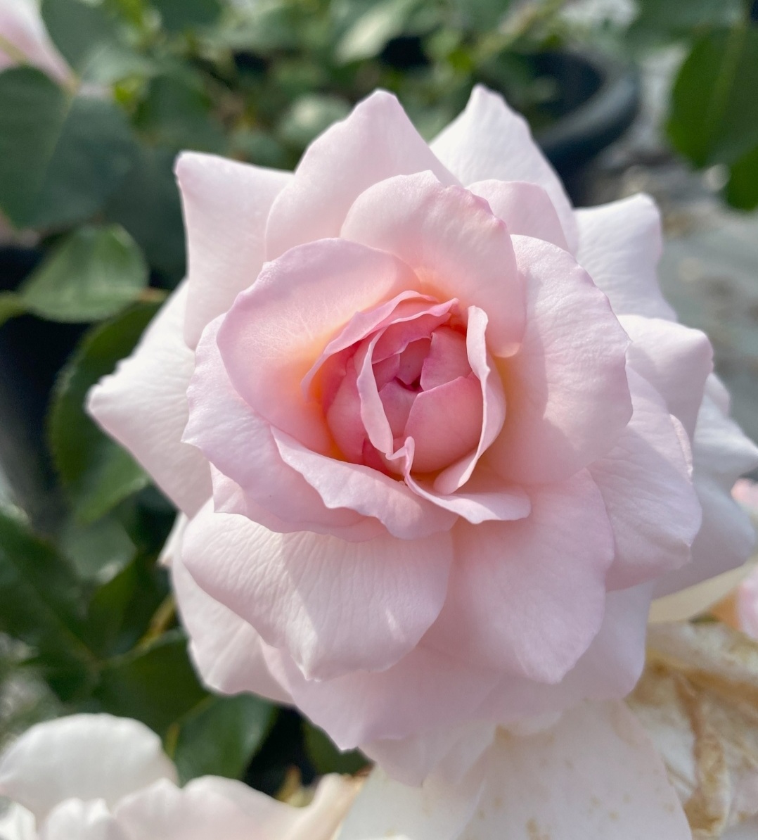 Бременские Музыканты