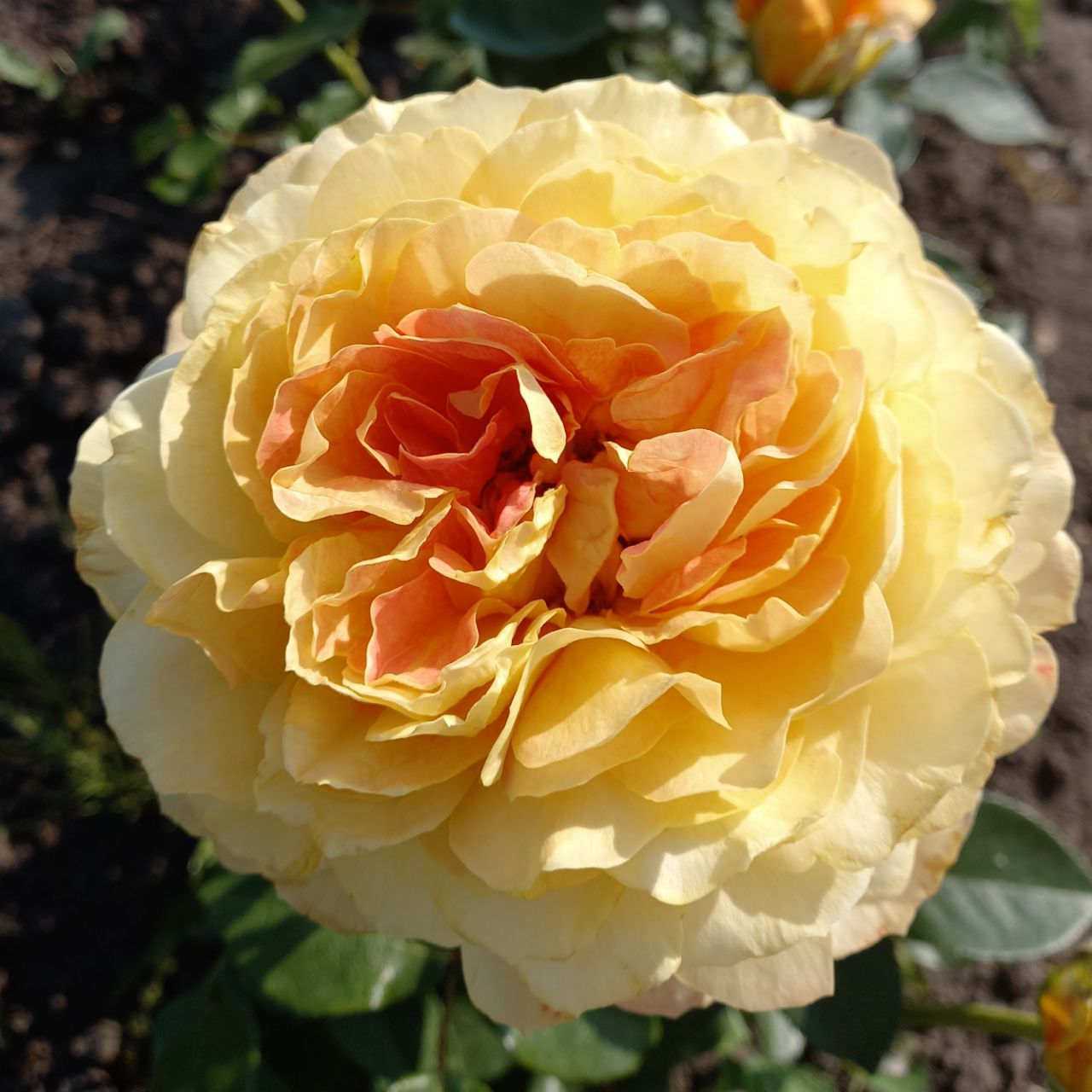 Карамель Антик