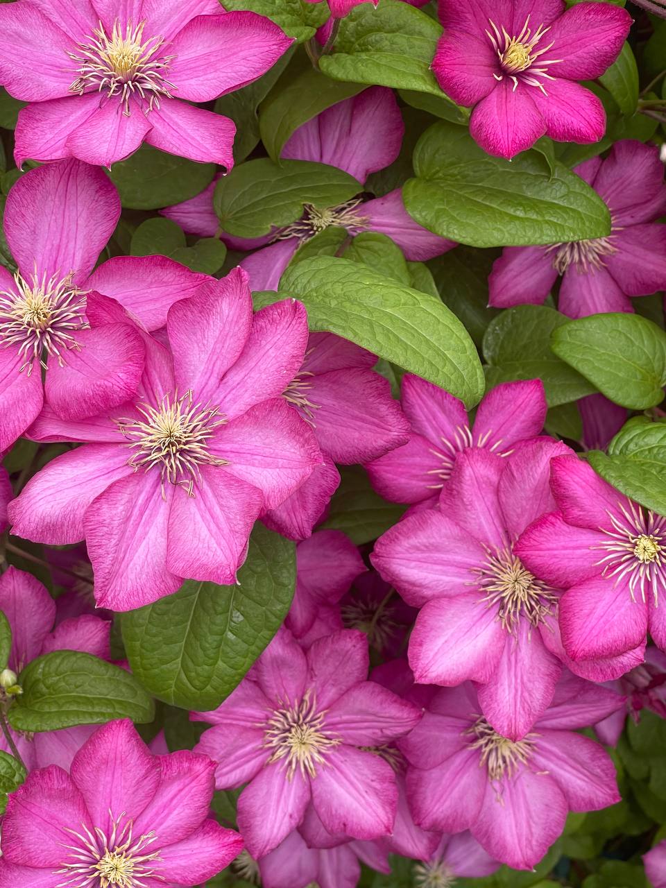 Виль де Лион