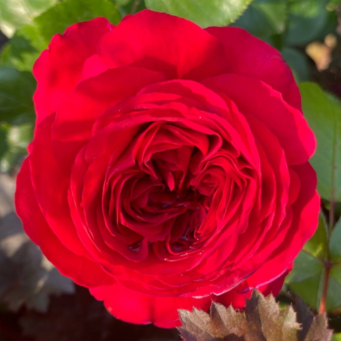 Ред Леонардо да Винчи