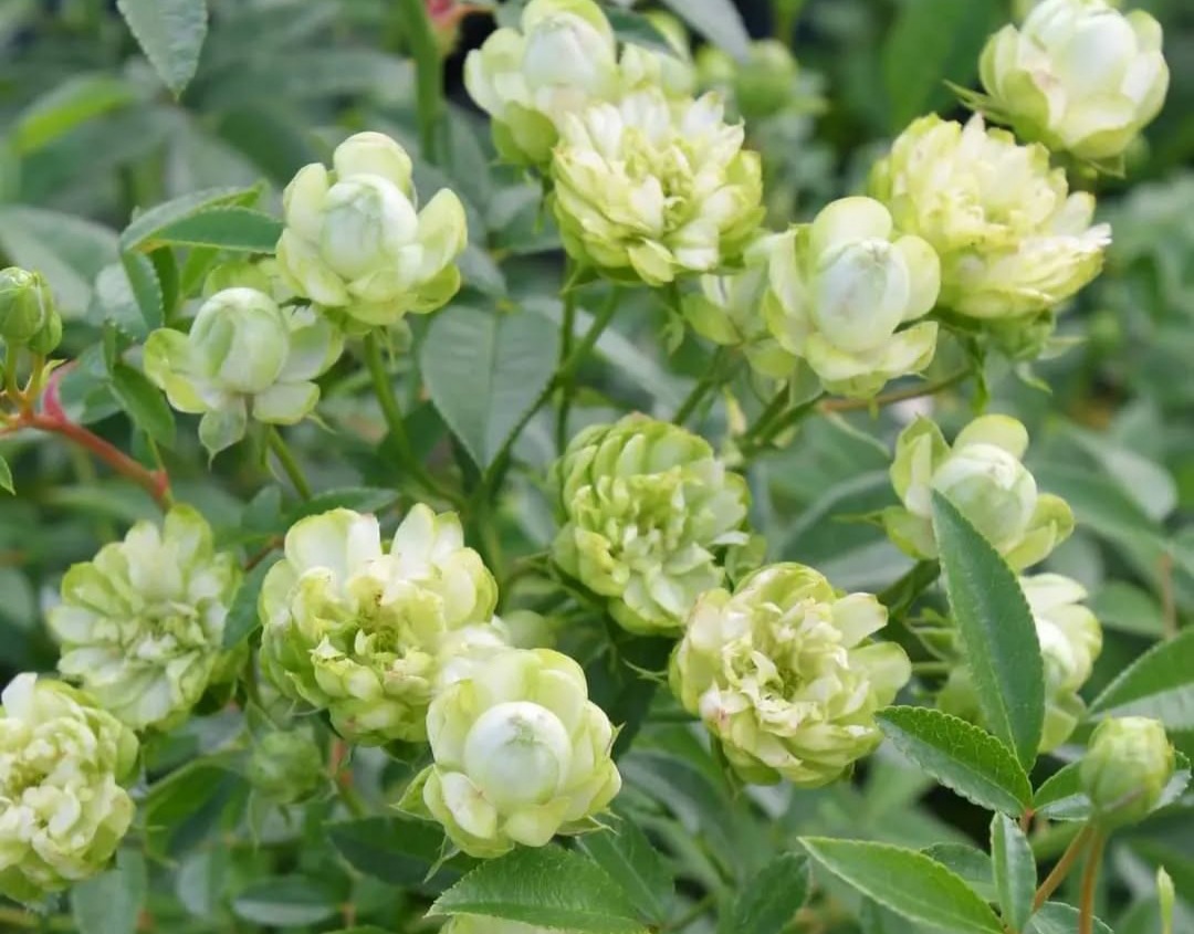 МУСКУСНЫЕ ГИБРИДЫ